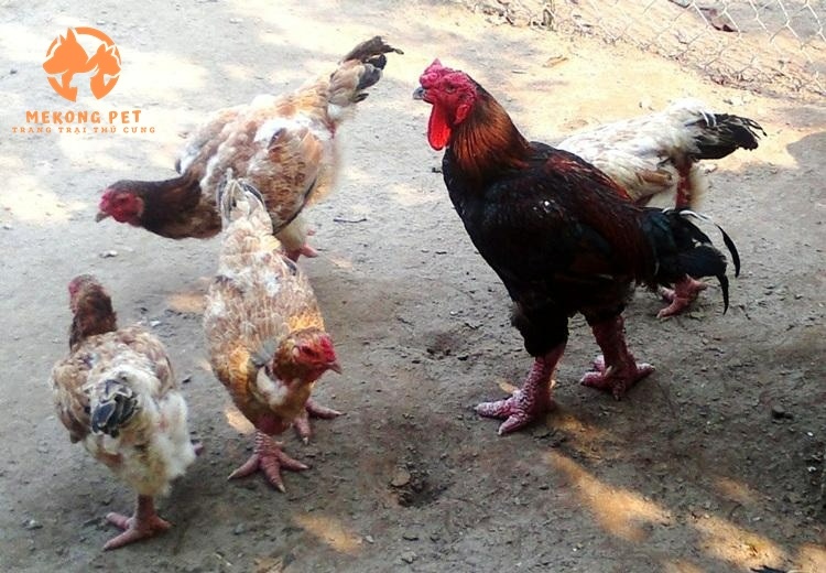 Gà Đông Tảo Giống TPHCM: Lựa Chọn Uy Tín Cho Nhà Nông